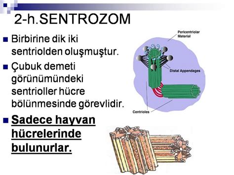 sentrozom hangi hücrelerde bulunur
